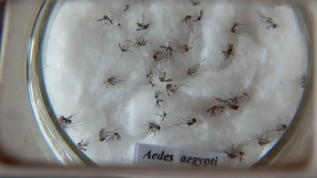 Mosquito transgênico, sangramento e uso de repelentes: Quais os mitos e verdades da dengue?