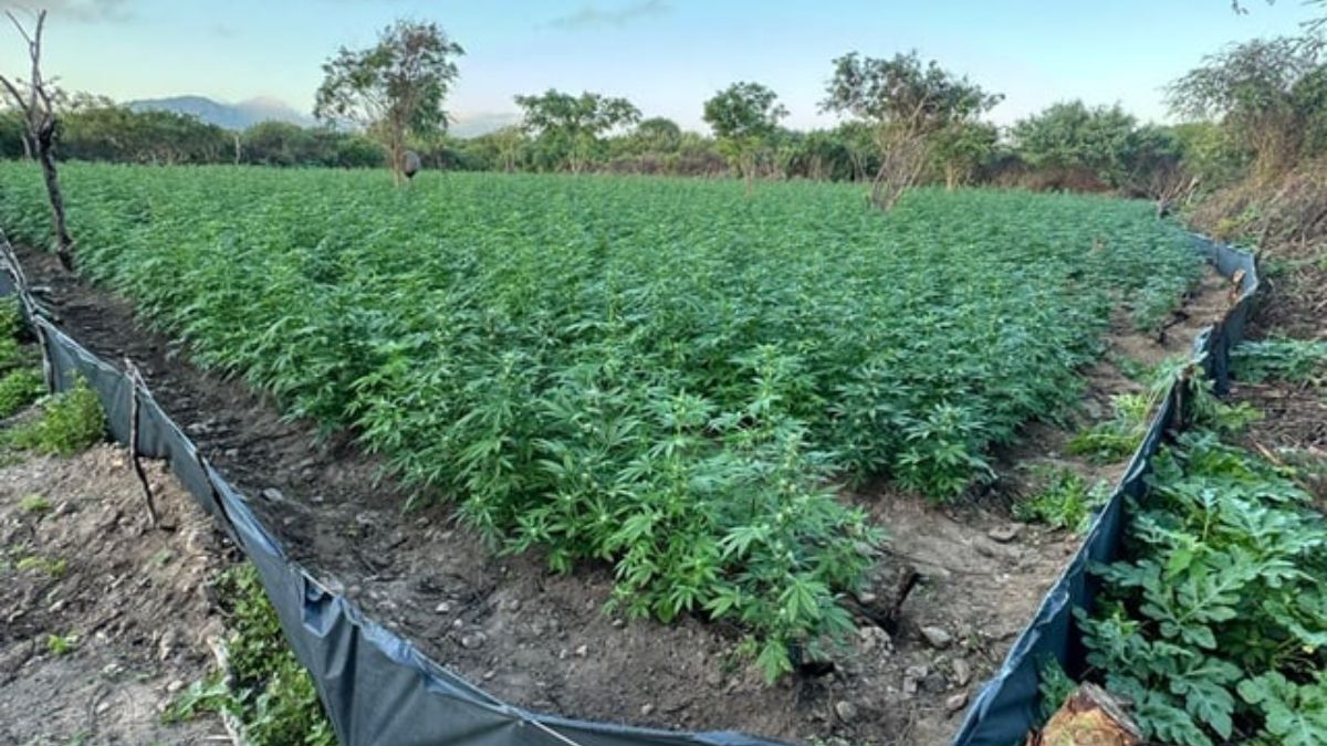 Polícia Federal realiza erradicação de 61 mil pés de maconha no norte da Bahia