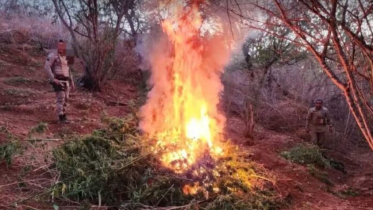 Plantação de oito mil pés de maconha é destruída pela polícia em cidade do norte da Bahia