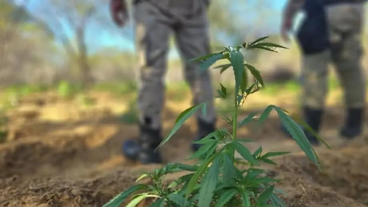 PM destrói mais de 11 mil pés de maconha em cidade no interior da Bahia 