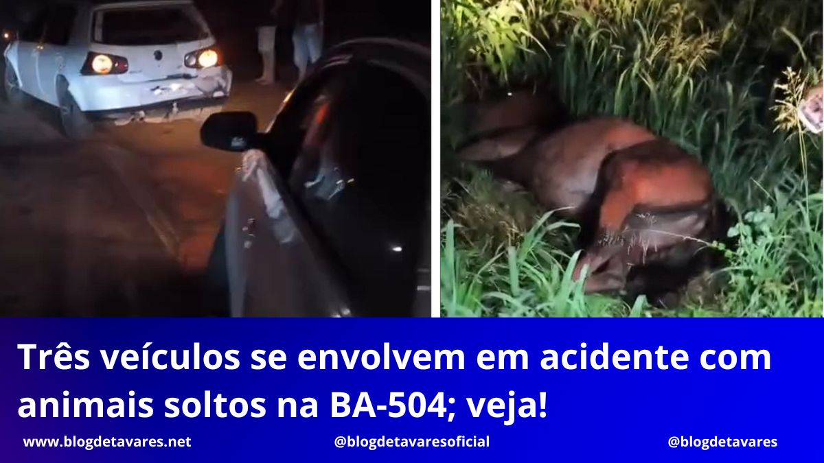 Três veículos se envolvem em acidente com animais soltos na BA-504; veja!