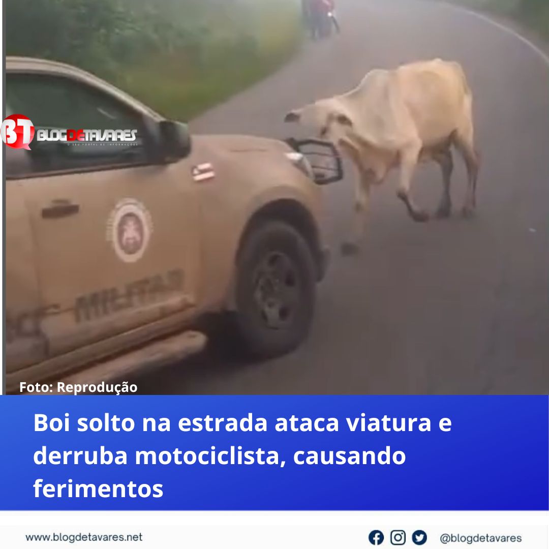 Boi solto na estrada ataca viatura e derruba motociclista, causando ferimentos 