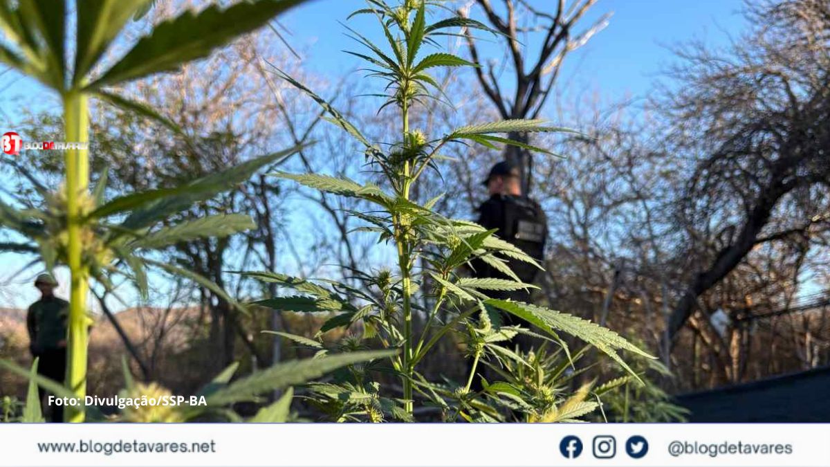 Operação da Ficco Bahia, PM e PF erradica plantação de maconha com energia solar 