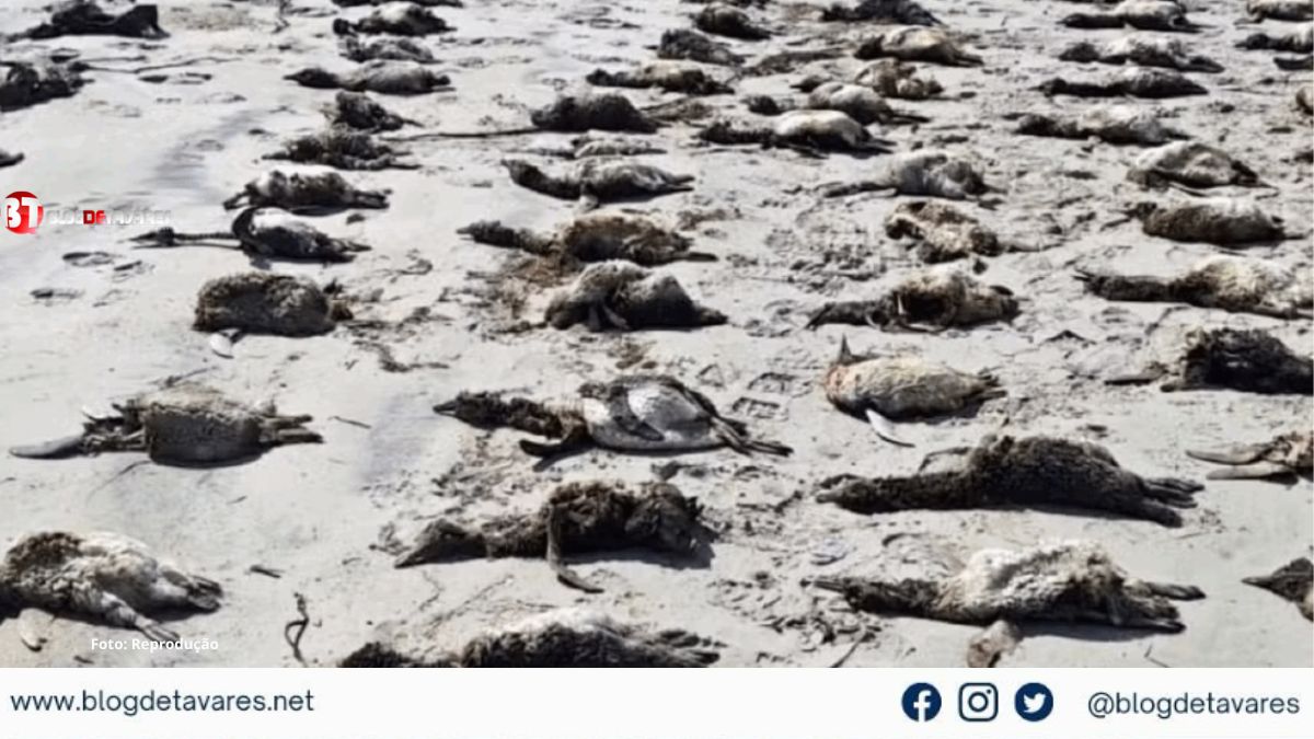 Mais de 730 pinguins já foram encontrados mortos em praias do litoral de SP 