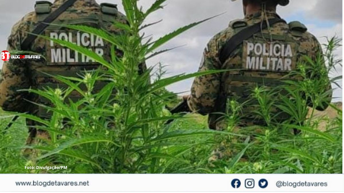 Em ação conjunta, PM erradica mais de 11 mil pés de maconha no Norte da Bahia 