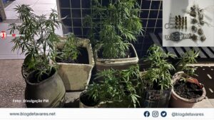 PM apreende pés de maconha, maconha preparada para uso e cartuchos calibre 38; suspeitos conseguem fugir