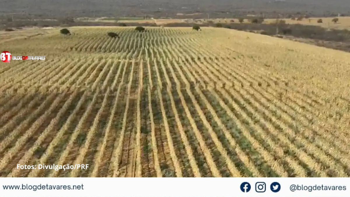 Polícia descobre um dos maiores plantios de maconha do interior da Bahia; quatro hectares de terra