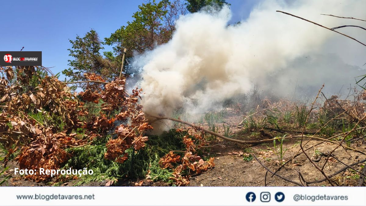 PM erradica cerca de 14 mil pés de maconha em Curaçá 