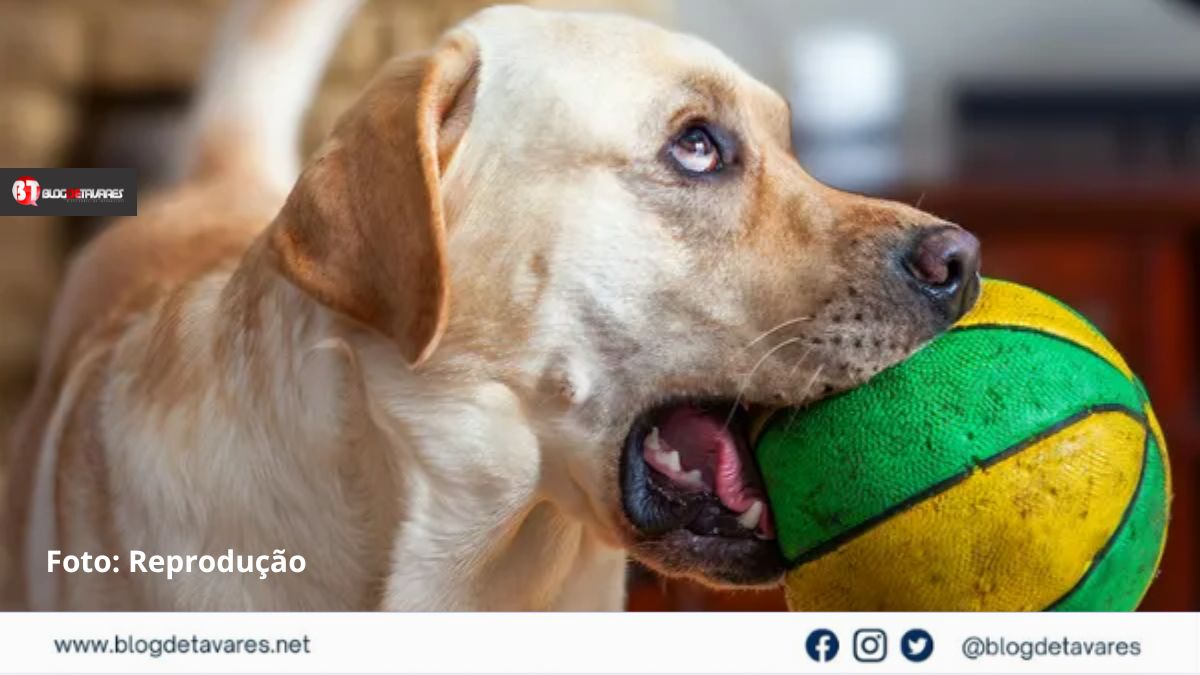 Cachorros podem ficar 'viciados' em brinquedos, aponta pesquisa 