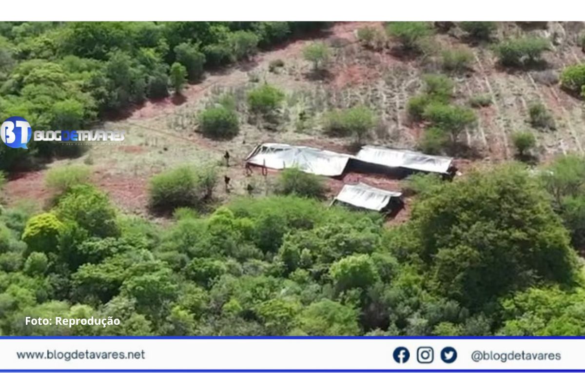 Plantação de maconha de 30 mil metros quadrados é encontrada pela polícia no interior da Bahia 