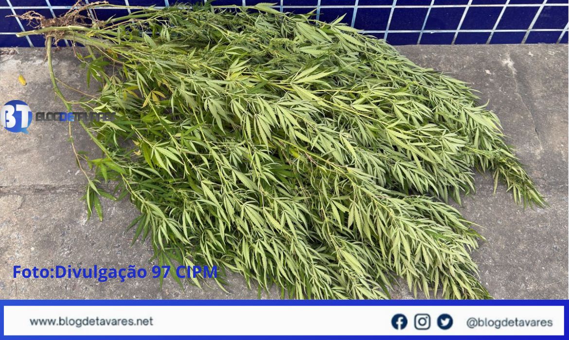 Irará: homem conduzido para a delegacia por cultivar pés de maconha