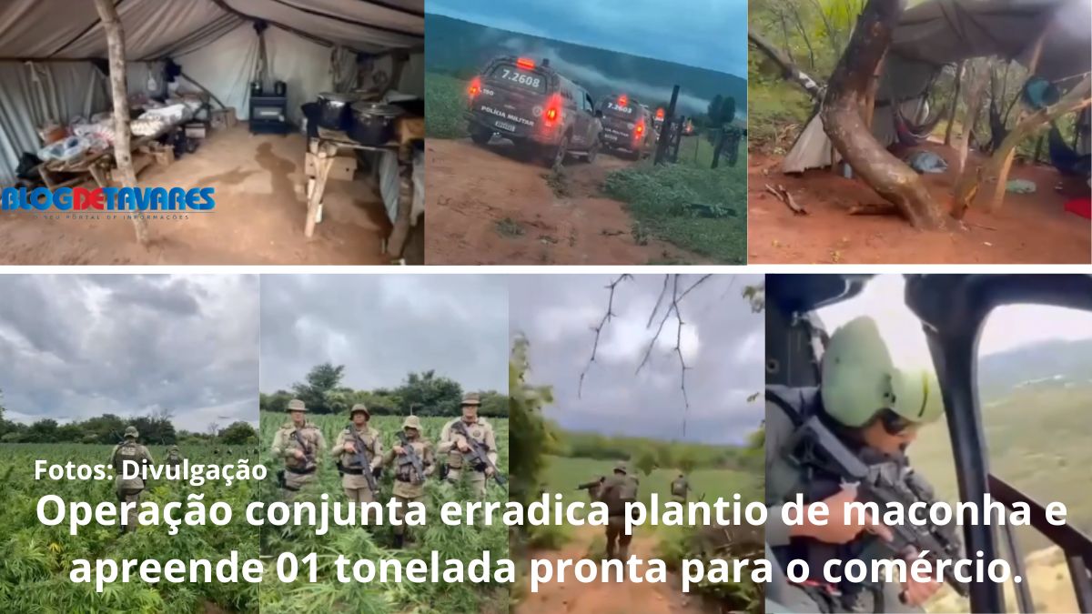 Operação conjunta erradica plantio de maconha e apreende 01 tonelada pronta para o comércio. 