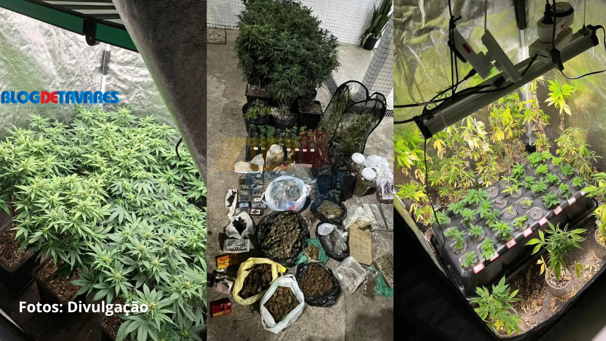Plantação de maconha é encontrada pela Polícia Militar dentro de imóvel em Pituaçu; veja o vídeo 