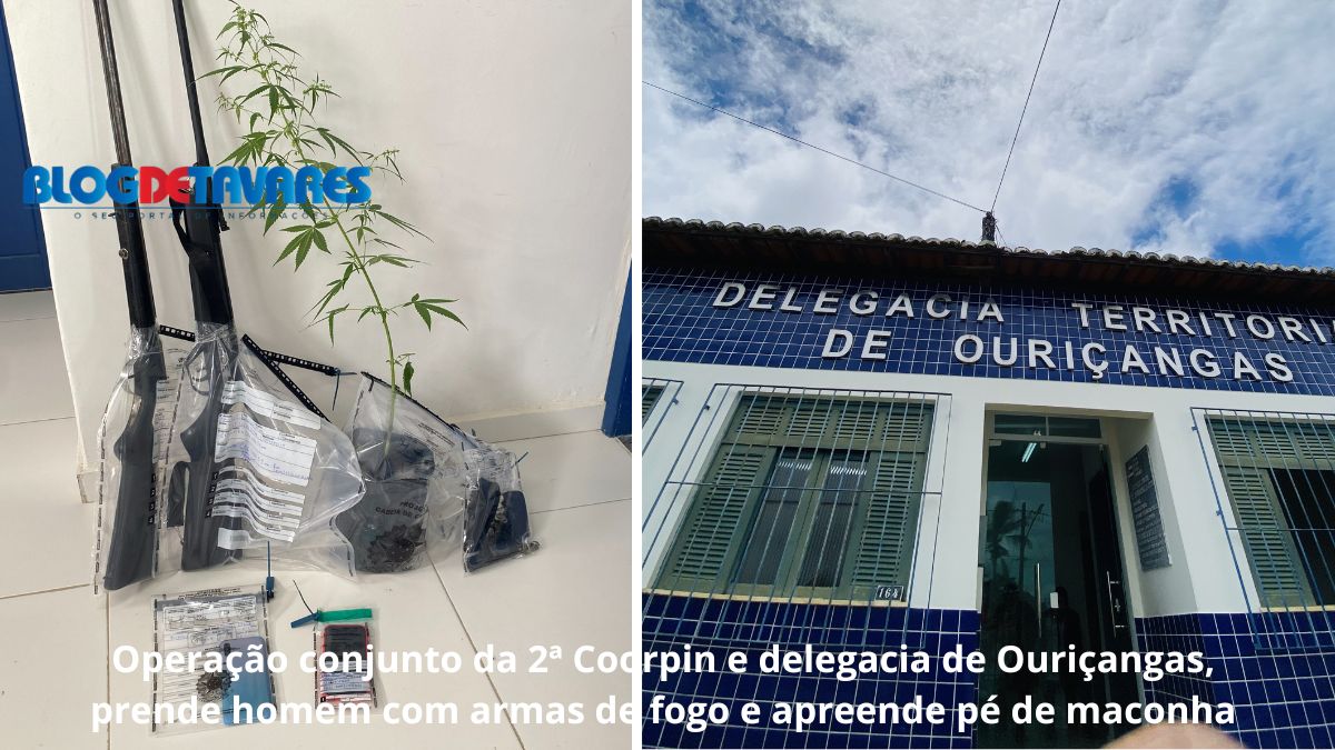 Operação conjunto da 2ª Coorpin e delegacia de Ouriçangas, prende homem com armas de fogo e apreende pé de maconha