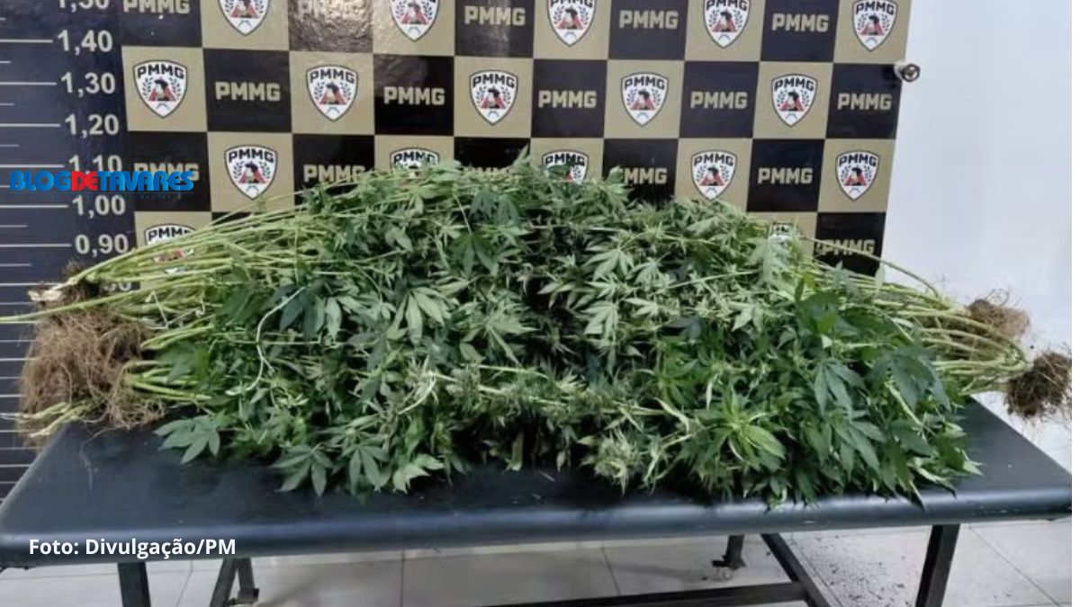 Mãe furta celular em consultório e atrai polícia para estufa de maconha do próprio filho; entenda 