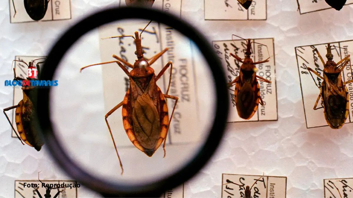  Saúde anuncia R$ 12 milhões para enfrentamento da doença de Chagas 