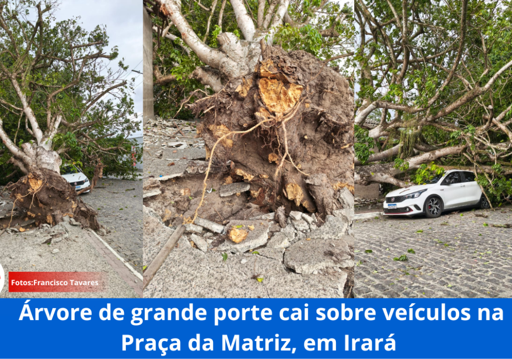 Árvore de grande porte cai sobre veículos na Praça da Matriz, em Irará