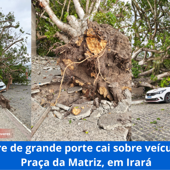 Árvore de grande porte cai sobre veículos na Praça da Matriz, em Irará