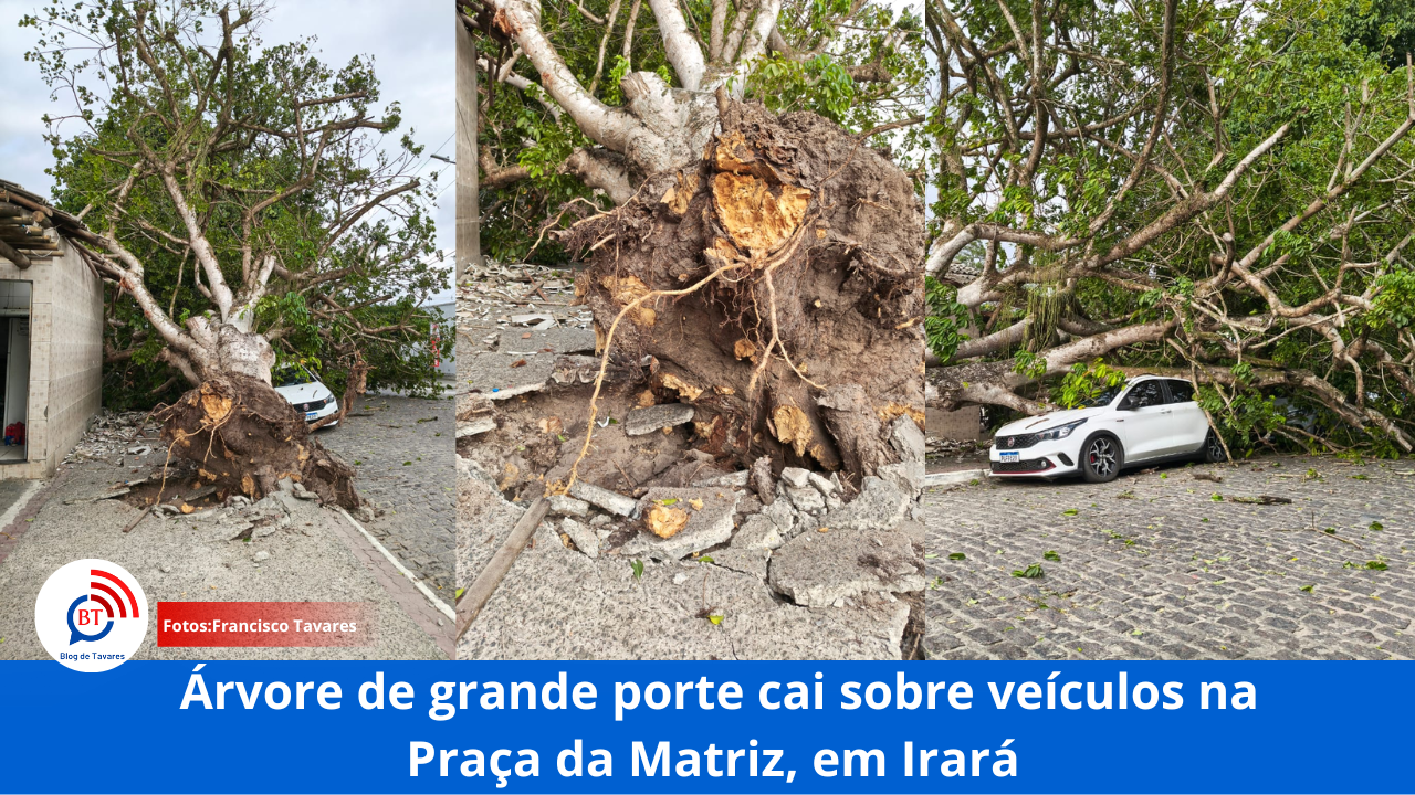 Árvore de grande porte cai sobre veículos na Praça da Matriz, em Irará